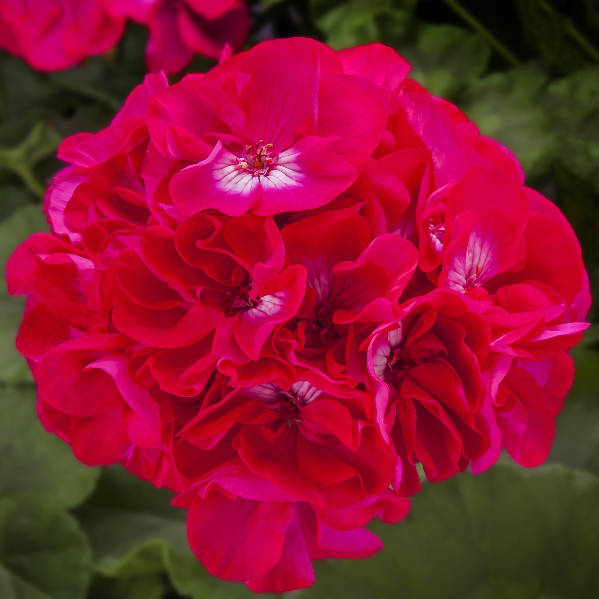 Calliope® Large Rose Mega Splash | Syngenta Flowers