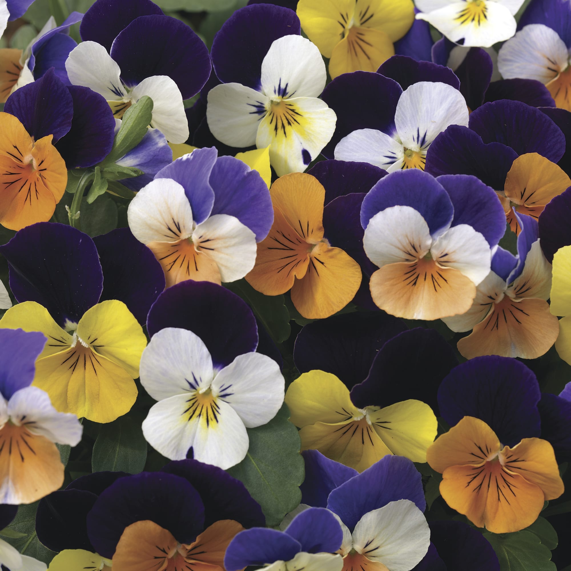 Penny™ Jump-up Mix | Syngenta Flowers