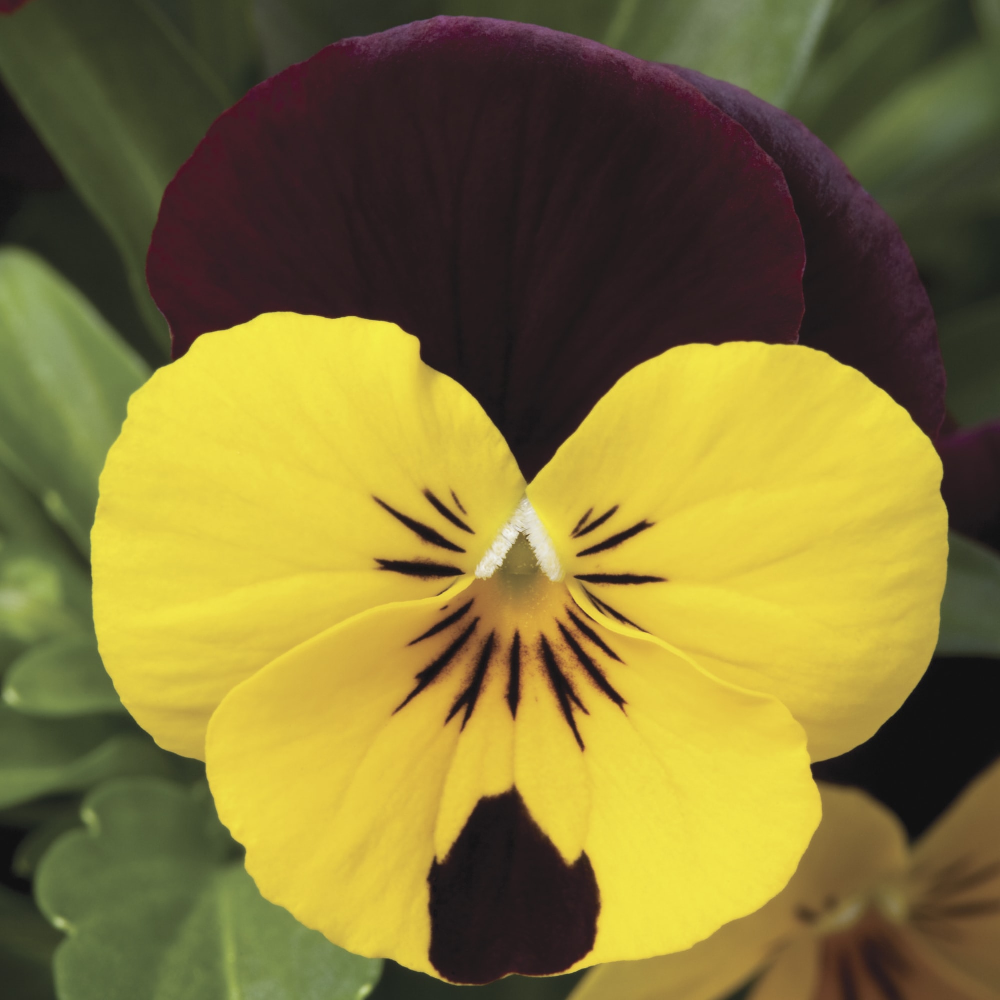 Penny™ Yellow | Syngenta Flowers