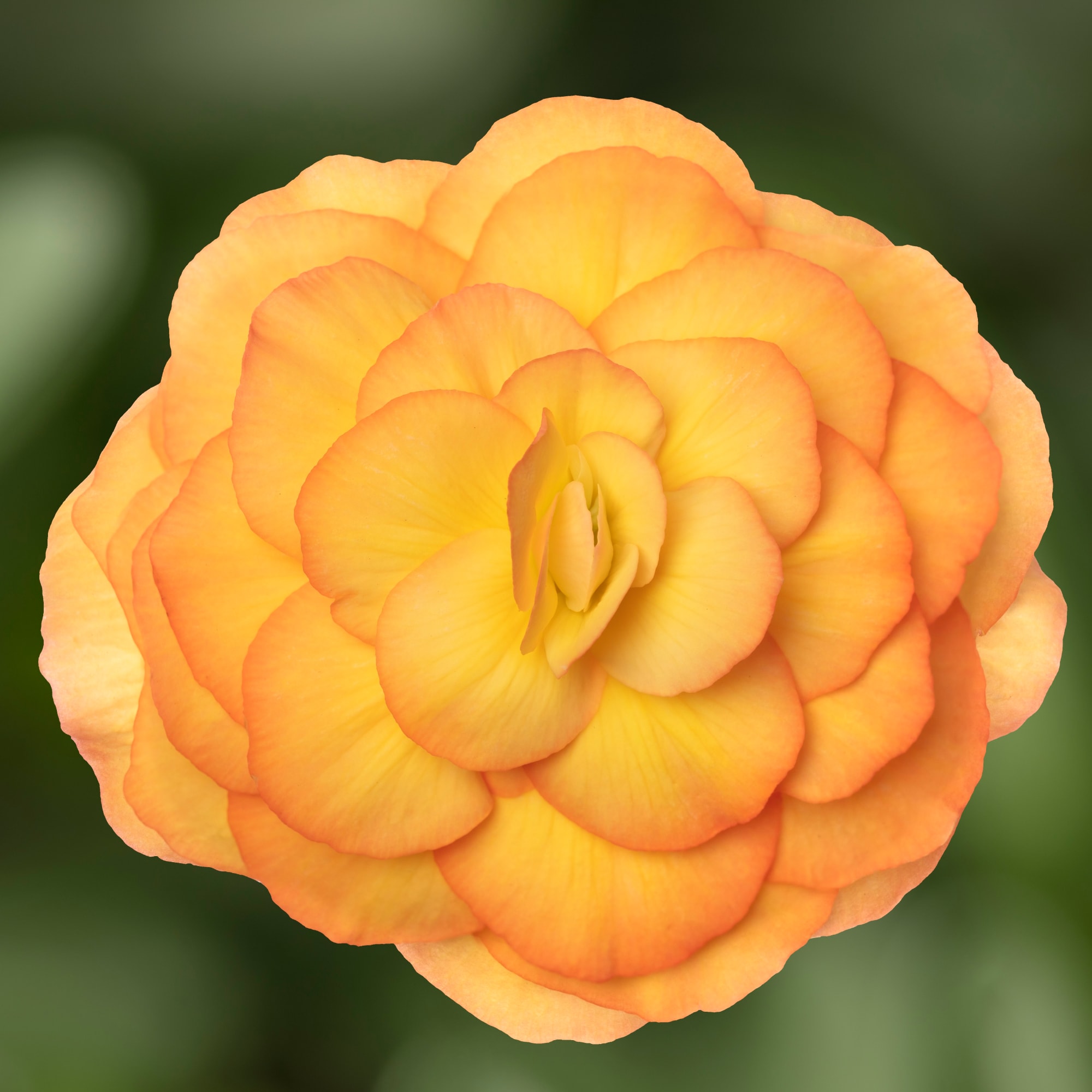 Limitless™ Sunset | Syngenta Flowers