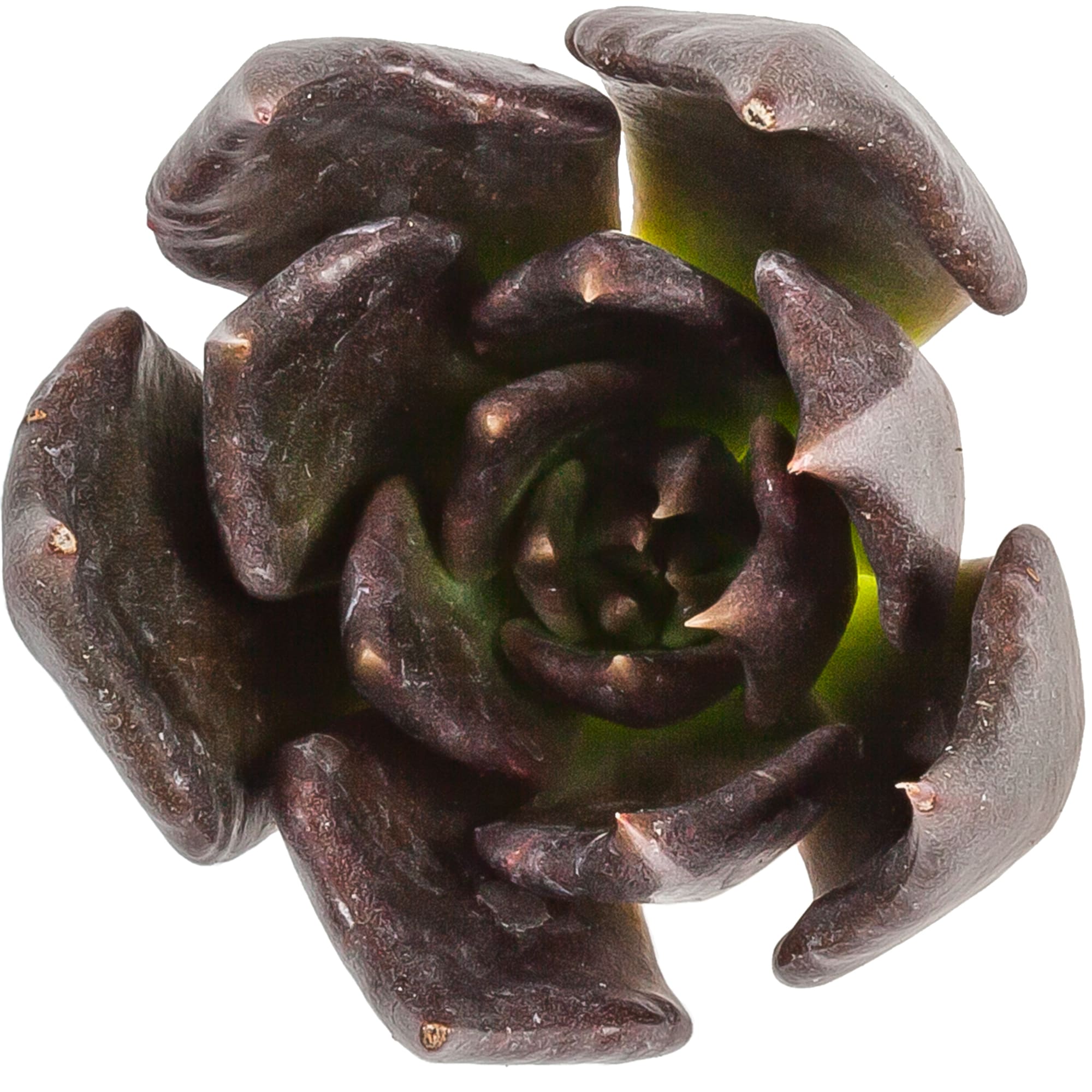 Echeveria affinis Black Prince | Syngenta Flowers