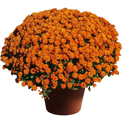 Gigi™ Orange | Syngenta Flowers