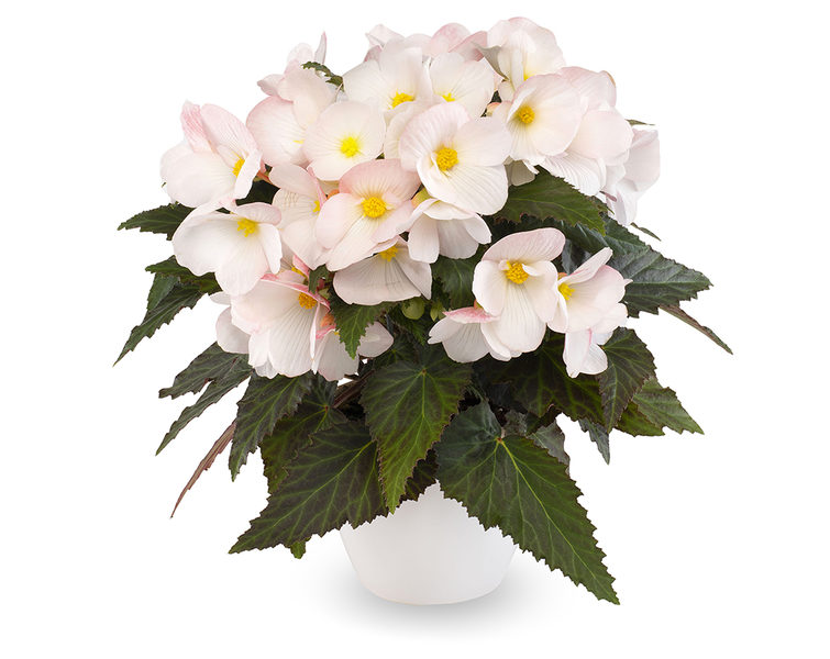 Florencio Begonias | Syngenta Flowers